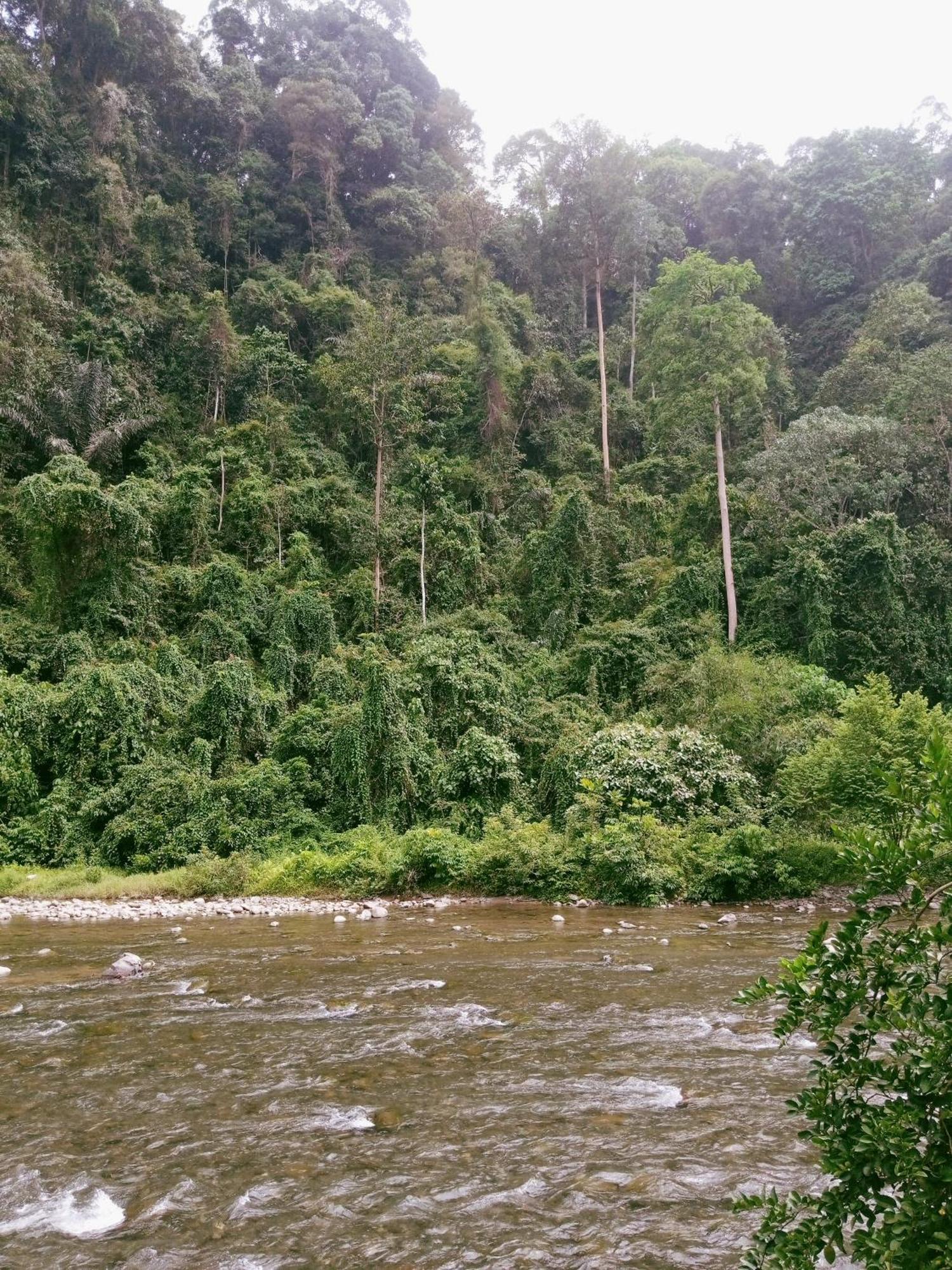 Ridho'S Homestay & Jungle Trekking Bukit Lawang Buitenkant foto