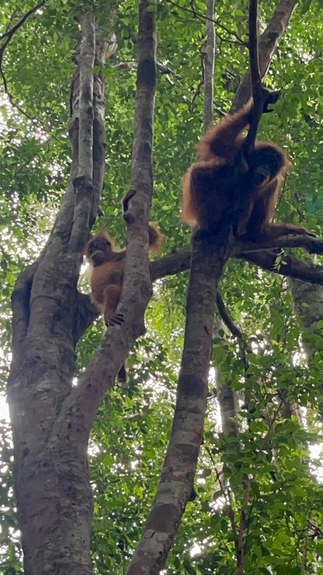 Ridho'S Homestay & Jungle Trekking Bukit Lawang Buitenkant foto
