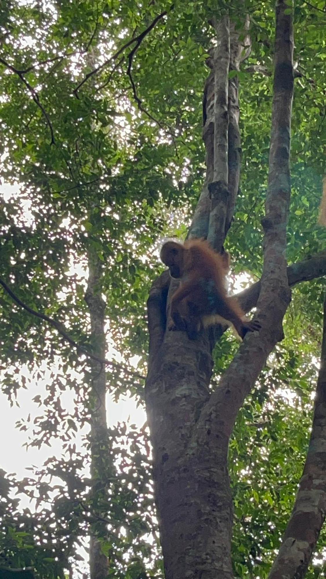 Ridho'S Homestay & Jungle Trekking Bukit Lawang Buitenkant foto
