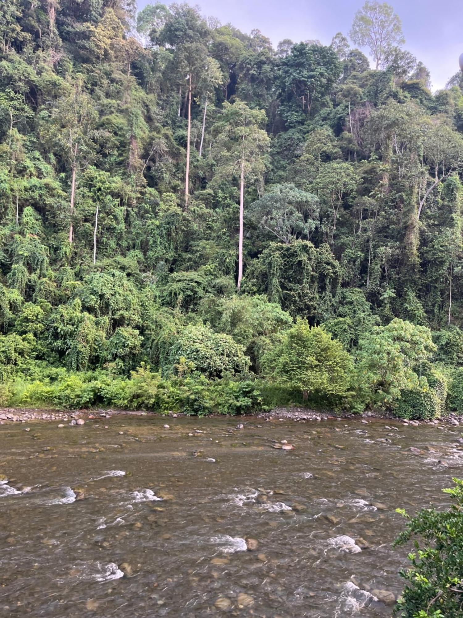 Ridho'S Homestay & Jungle Trekking Bukit Lawang Kamer foto