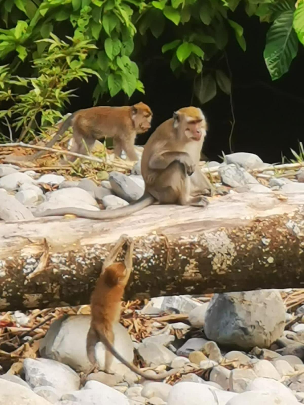 Ridho'S Homestay & Jungle Trekking Bukit Lawang Buitenkant foto